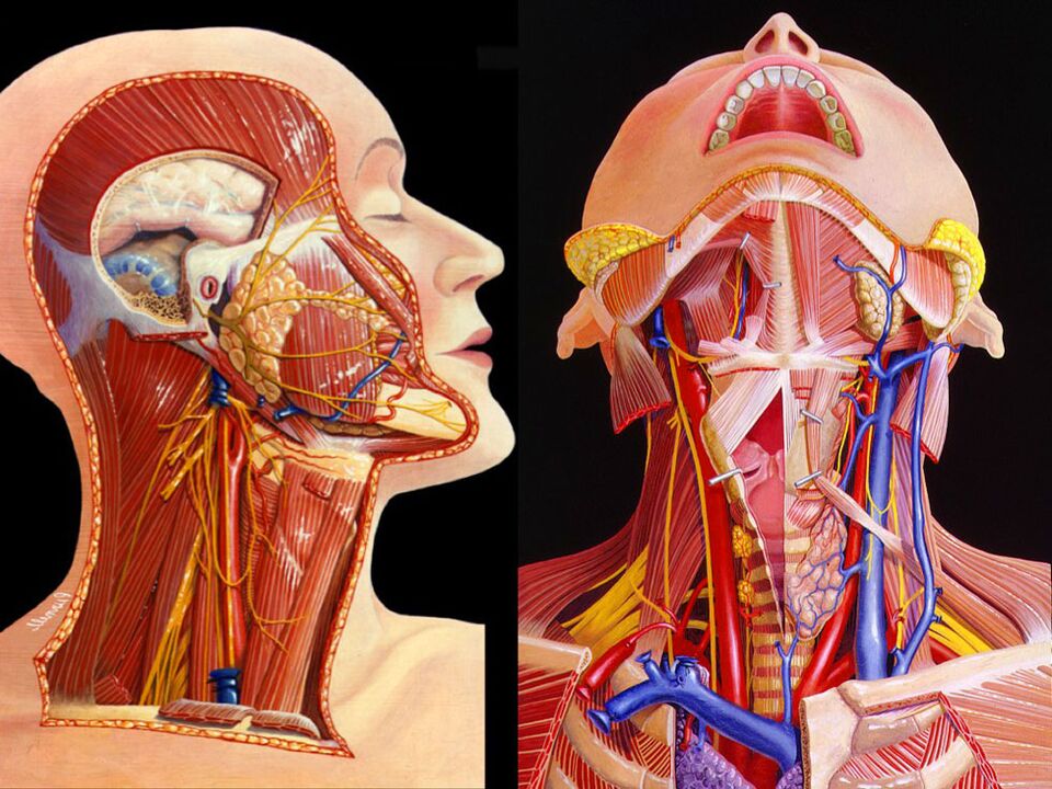 anatomia szyi