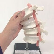 model kręgosłupa lędźwiowego